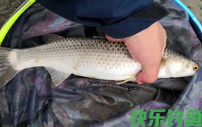 鲻鱼