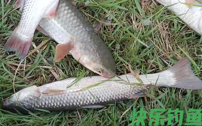 鲻鱼