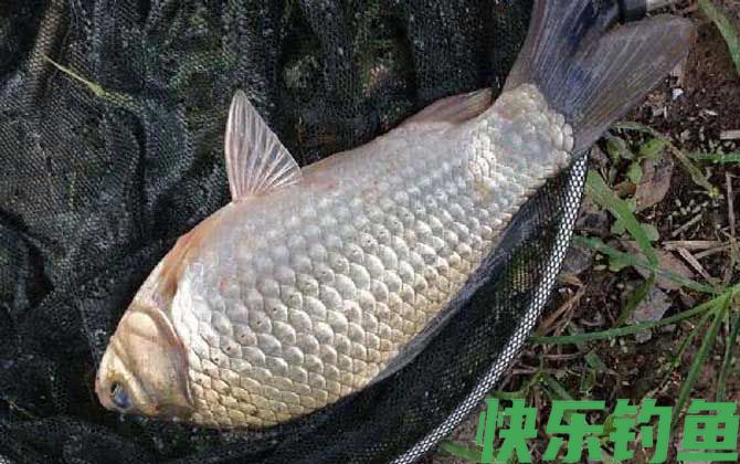 鲫鱼
