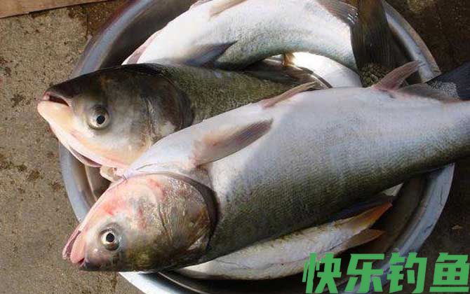 钓鲢鳙