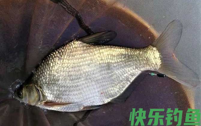 钓鳊鱼