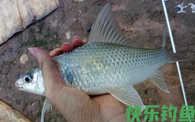 钓鲮鱼