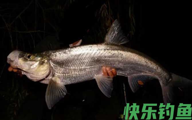 翘嘴鱼