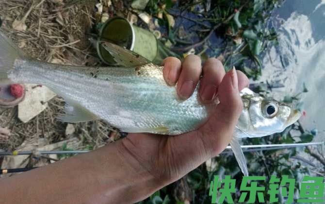 翘嘴鱼