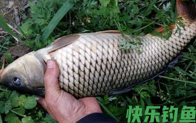 反底钓法是什么钓法？