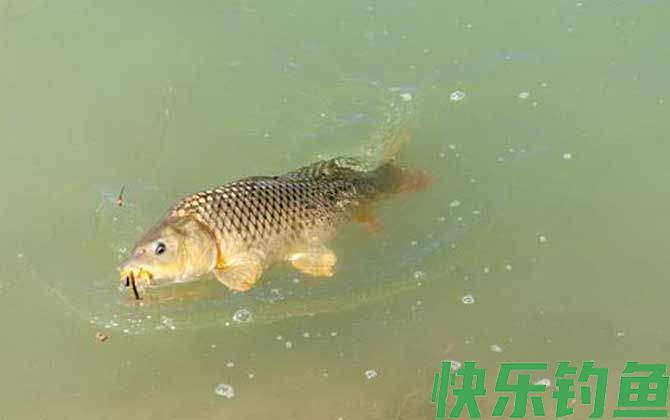 为什么十个钓鱼九个穷？
