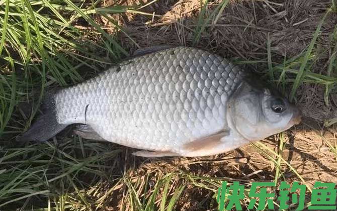钓鲫鱼用秋田狐钩还是袖钩？