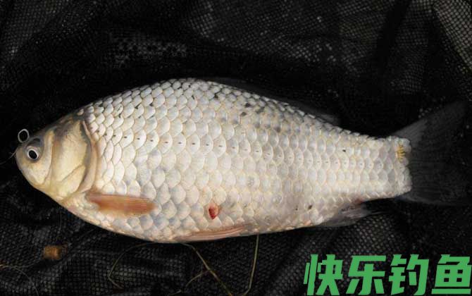 鲫鱼