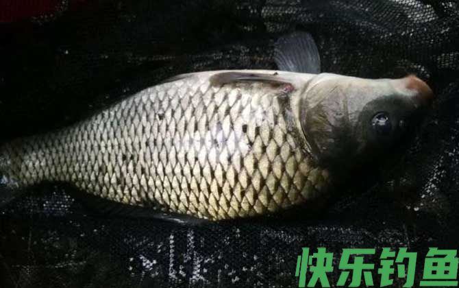 鲤鱼