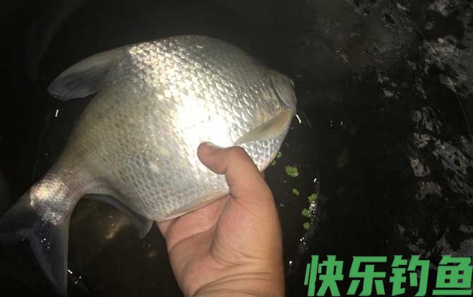鳊鱼