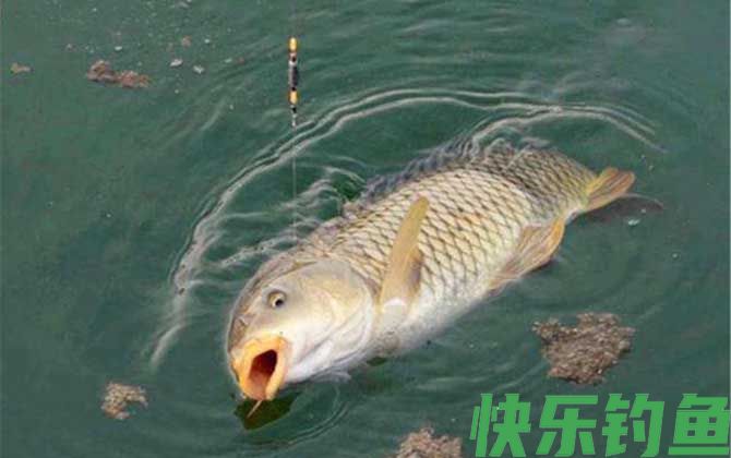 钓鱼