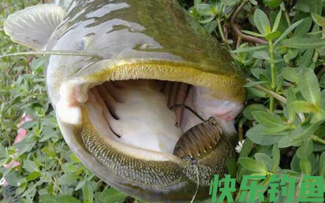 鲶鱼