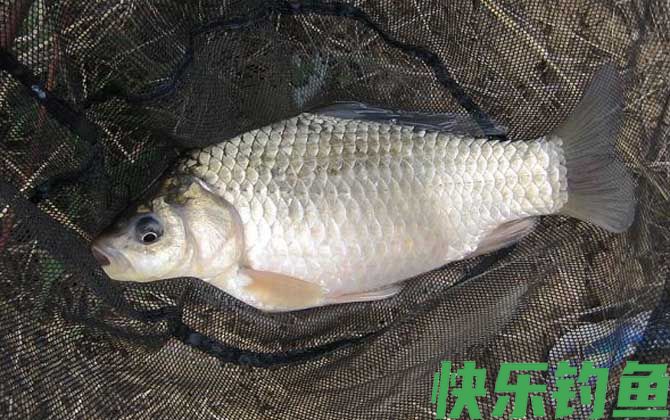 钓鲫鱼