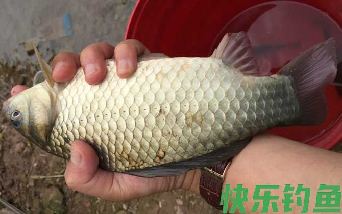 钓鲫鱼怎样选择浮漂