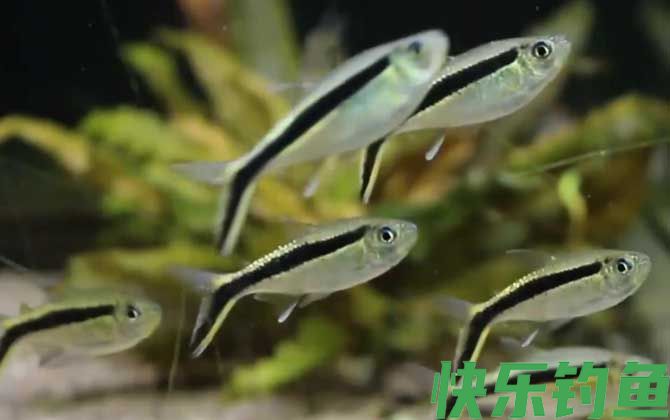 黑白线鱼是什么鱼