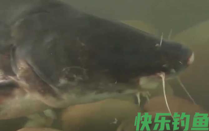 鮰鱼和鲶鱼一样脏吗