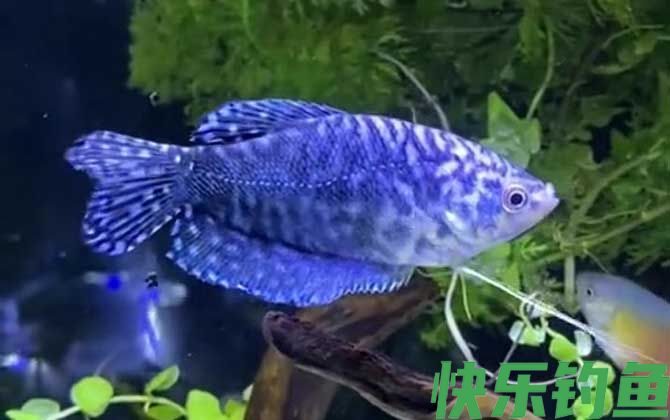 热带鱼水温多少度合适