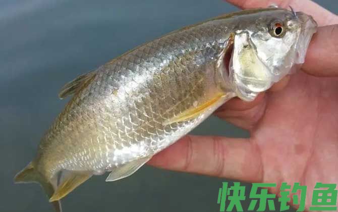 马口鱼很贵吗