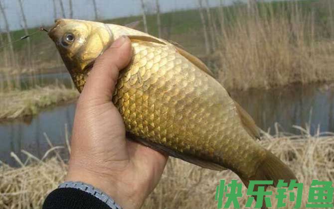 钓鲫鱼