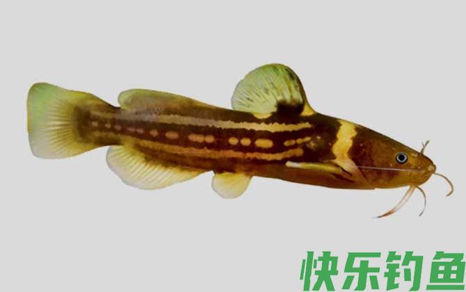 三线拟鲿
