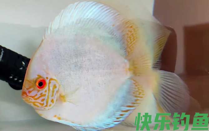 七彩神仙鱼