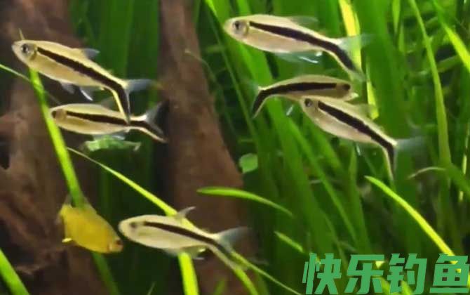 黑白线鱼