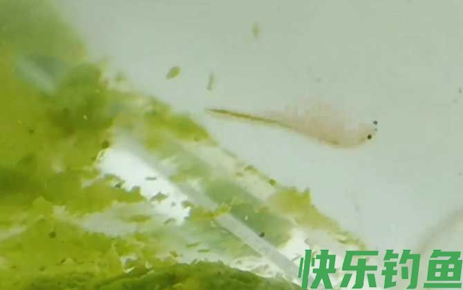 丰年虾