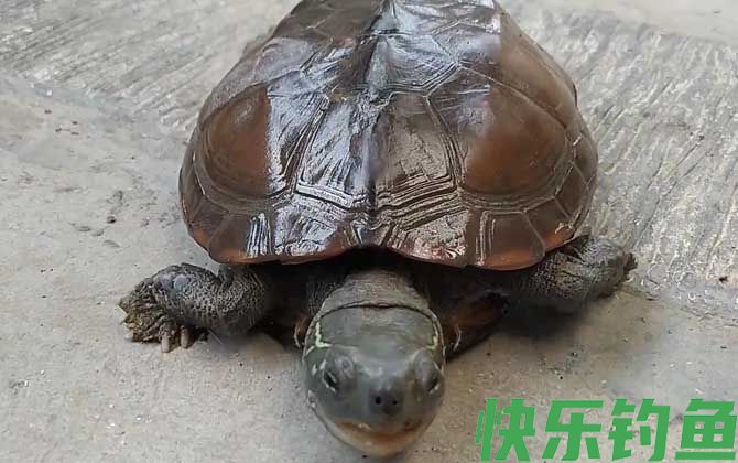 乌龟
